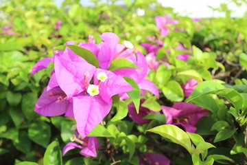 bougainvillea flower