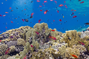 coral reef with fire corals and fishes anthias in tropical sea 