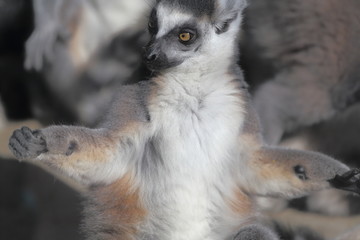 Fototapeta premium Lemur