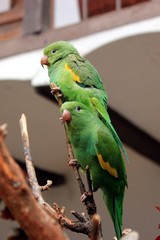 parrots