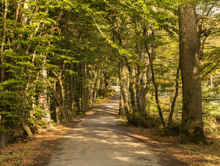 Obraz premium Trees Along a Path in Vienna