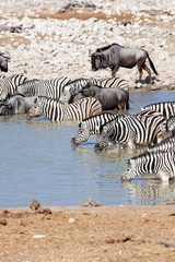 Fototapeta na wymiar Branco di Zebre e Gnu che bevono nel deserto della Namibia