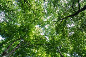 Vibrant Tree Canopy in a Forest