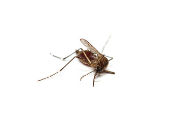 dead mosquito