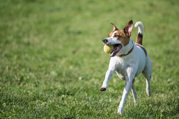 Danish Swedish Farmdog fetching a tennis ball. DSF is a lively and friendly breed.