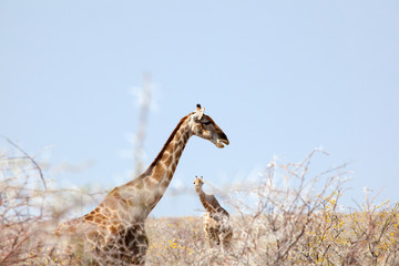 Giraffe in Namibia
