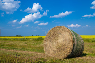 hay bale and rapeseed field in a summer day with blue sky