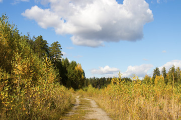 Fototapeta premium leaving the path in the autumn forest