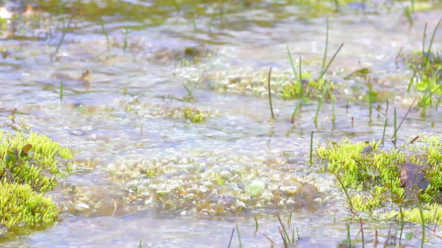Very interesting phenomenon. Pond in tundra   colony of Nostoc cyanobacteria
