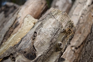 キノコの栽培風景（シイタケ）／山形県鶴岡市の森林で、キノコ（シイタケ）の栽培風景を撮影した写真です。