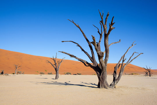 Deserto della Namibia con piante morte