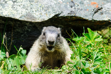 MARMOTTA CURIOSA
