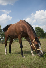 Obraz na płótnie Canvas Brown horse feasting on fresh juicy grass. 