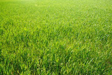 Obraz premium Farm field