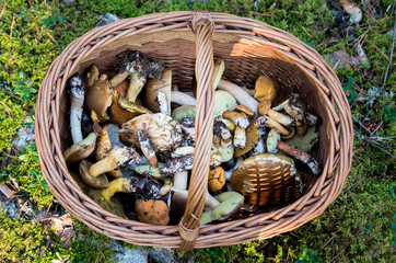 Koszyk pełen grzybów
