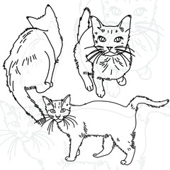 Vector illustration of three cats painted lines