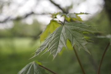 Ahornblätter am Baum