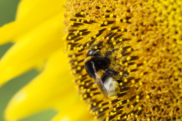 Hummel auf Sonnenblume © rb0