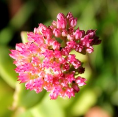 Fleur de sedum