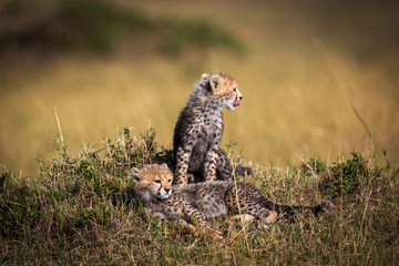 Cheetah cubs around the savannah in Kenya, Africa