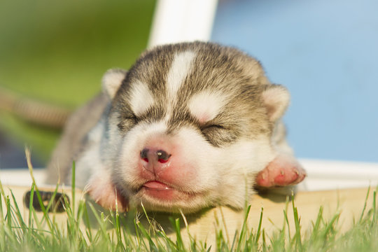 Newborn puppy. Puppy Siberian Husky. Small, cute puppy dog.