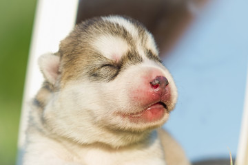Fototapeta premium Newborn puppy. Puppy Siberian Husky. Small, cute puppy dog.