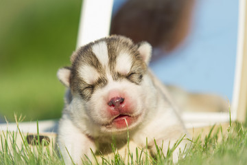 Newborn puppy. Puppy Siberian Husky. Small, cute puppy dog.