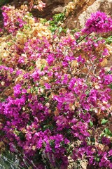Fototapeta premium Purple flowers