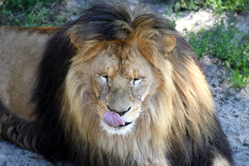 the lion licked, lots of tasty tourists walks nearby