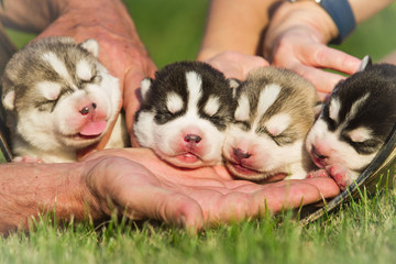 Four puppies Siberian Husky. Litter dogs in the hands of the breeder. Newborn puppies with eyes closed