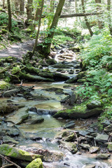 Mountain Stream - Central PA Mountain Stream Trickles Over the Rocks and Through the Forest