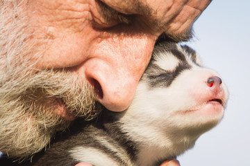 Old man kisses a newborn puppy Huskies. Siberian Husky puppy in the hands of European men. Breeder rejoices newborn puppies.