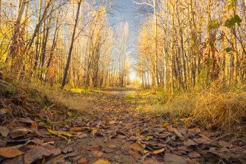 Obraz premium Natural landscape