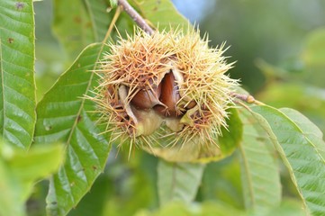 栗の実