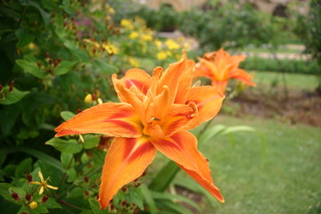 Orange daylily (Hemerocallis)