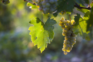 White grape bunch on the vine