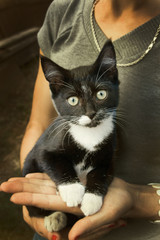 Кошка на руках у девушки