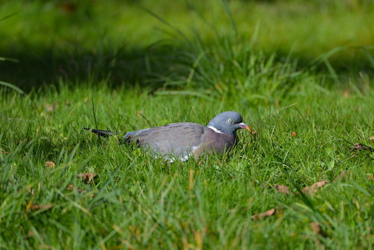 Pigeon ramier, repos dans l'herbe