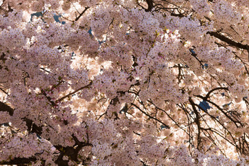 Cherry blossom