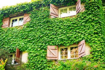 Fototapeta na wymiar House overgrown with ivy