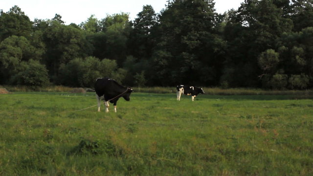 Cows graze in the meadow