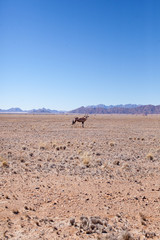 Deserto della Namibia con antilope