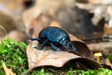 Schwarzer Käfer im Wald - Mistkäfer