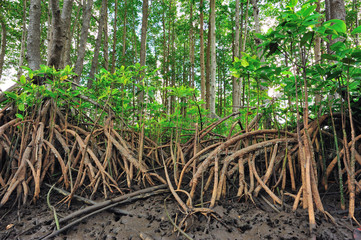 mangrove