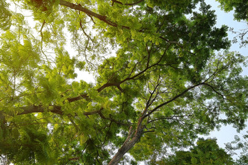 looking up in a green tree forest at evening during spring