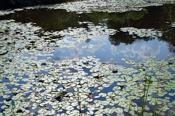 Clouds Reflect off water in a pond full of lily pads