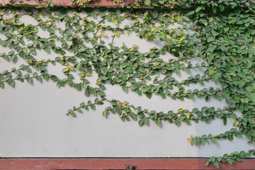 Green Creeper Plant on the Wall