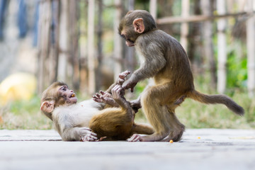 Two baby monkeys playing and fighting to each other