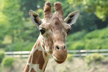 Photo sur Plexiglas Girafe キリン