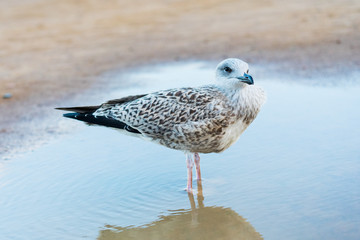 Thoughtful young gull
